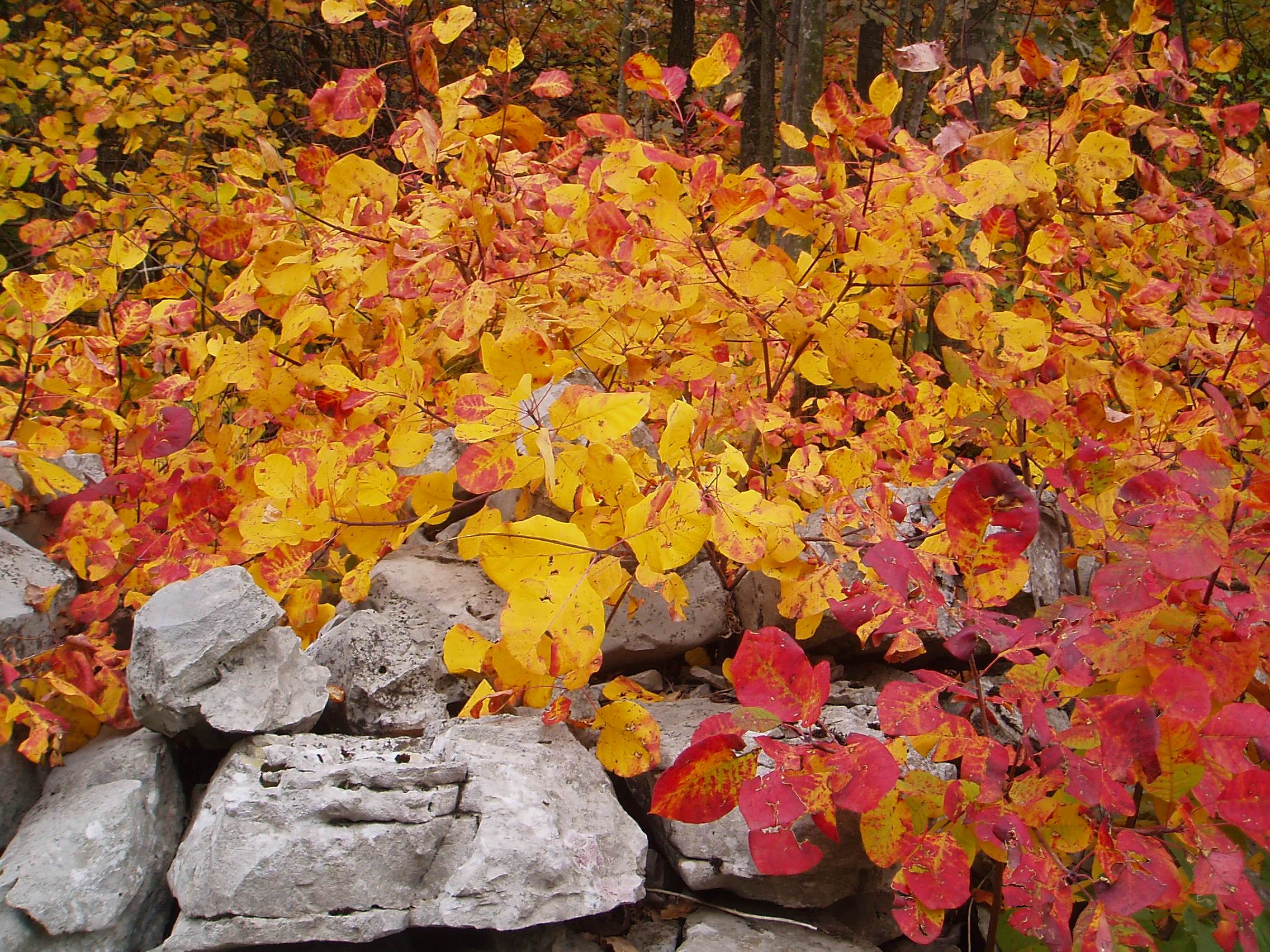Sommaco in autunno sui muretti a secco del Carso